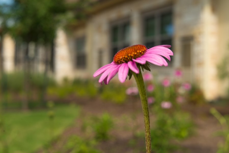 The Monarch at Round Rock