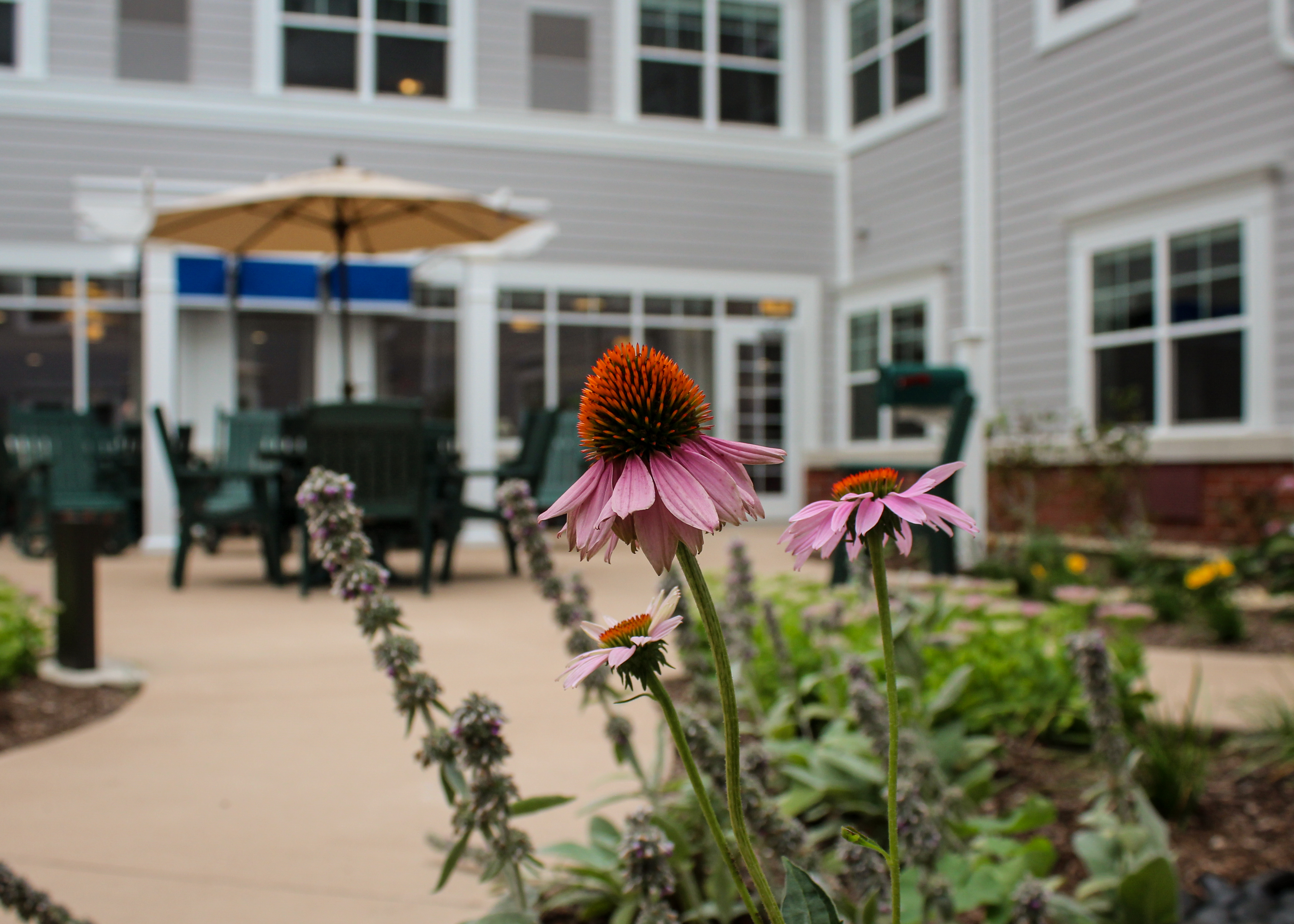 Clarendale of Addison