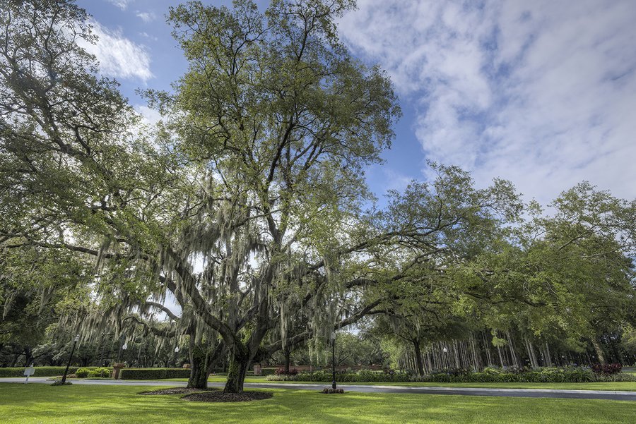 Regency Oaks
