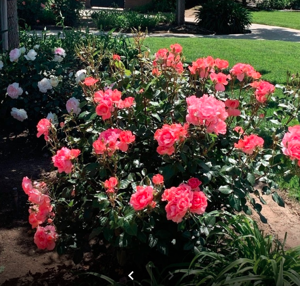 River Bluffs Memory Care