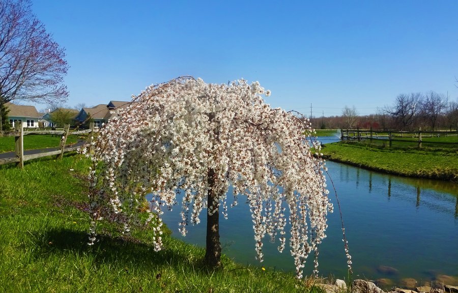 Wesleyan Meadows of Sheffield Village