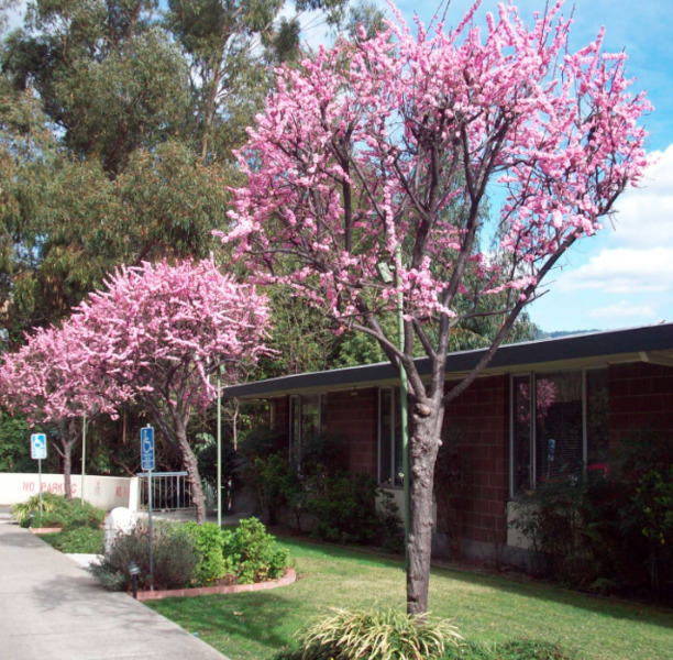 Bellaken Garden and Skilled Nursing Center