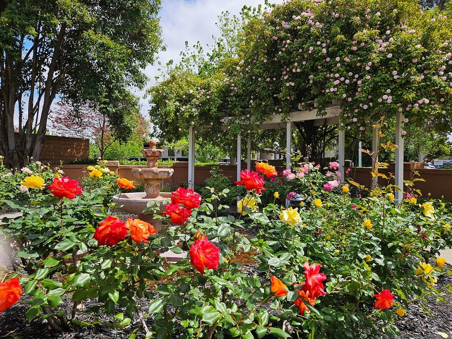 Ivy Park at Livermore